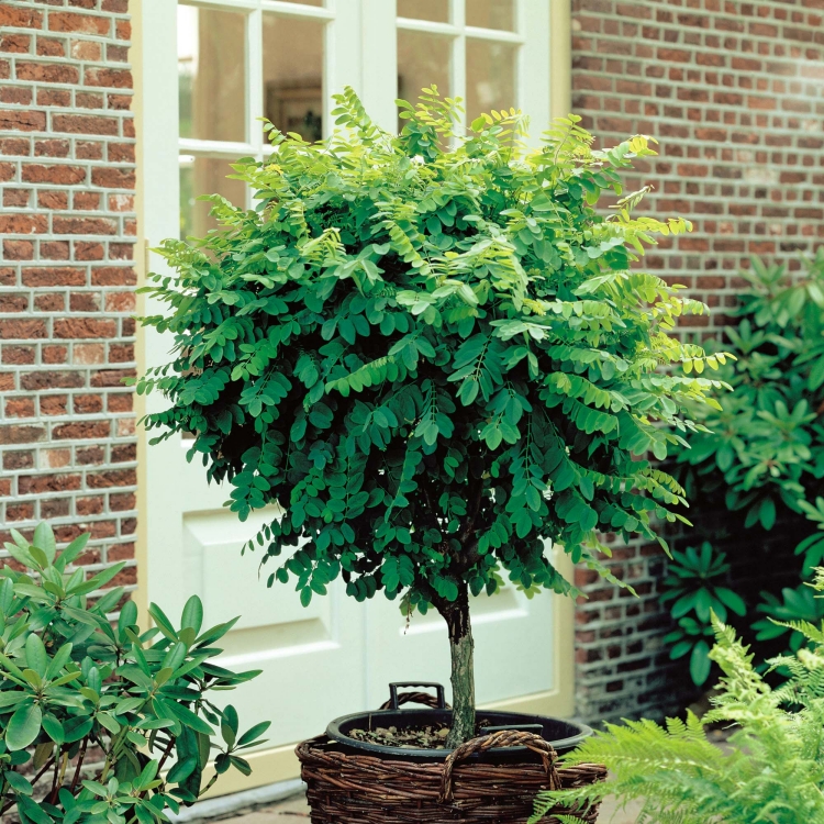 arbre-petit-jardin-pot-Robinia-faux-acacia-Robinia-pseudoacacia