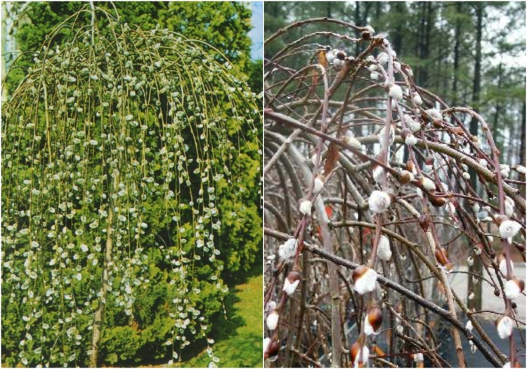 arbre-petit jardin saule marsault-pleureur-Salix-caprea-Pendula