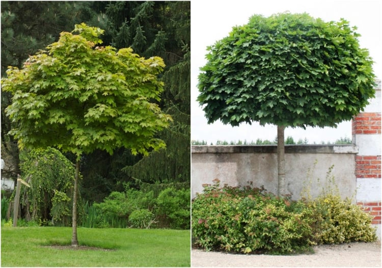 arbre-petit-jardin-variété-érable-boule-Acer-platanoides-Globosum