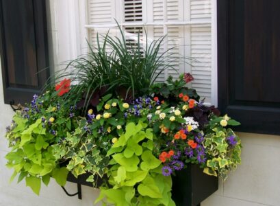 bac-a-fleurs--graminees-ornementales-lierre-grimpantes-rebord--fenetre