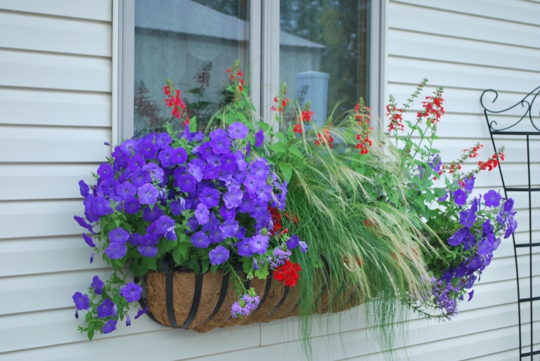 bac-fleurs-violettes-graminées-ornement-enjoliver-rebord-fenêtre