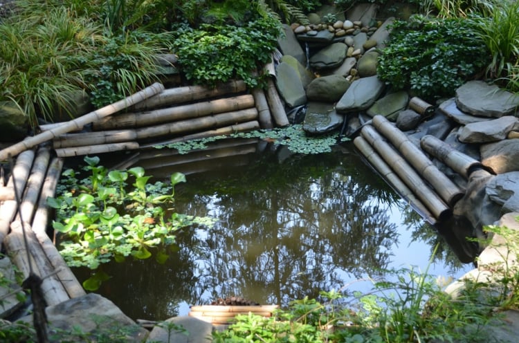 bassin aquatique jardin plantes-oxygénantes-tiges-bambou