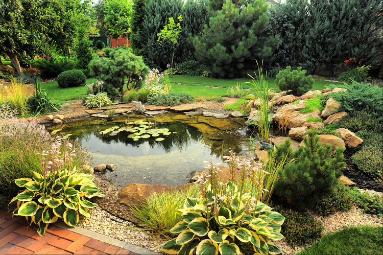 bassin de jardin -nénuphars-cailloux-fleurs-conifères