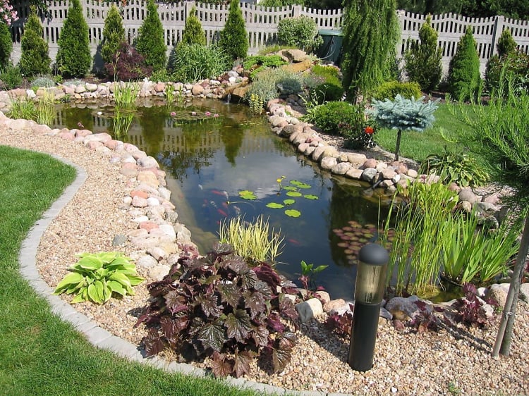 bassin de jardin -plantes-aquatiques-cailloux-poissons