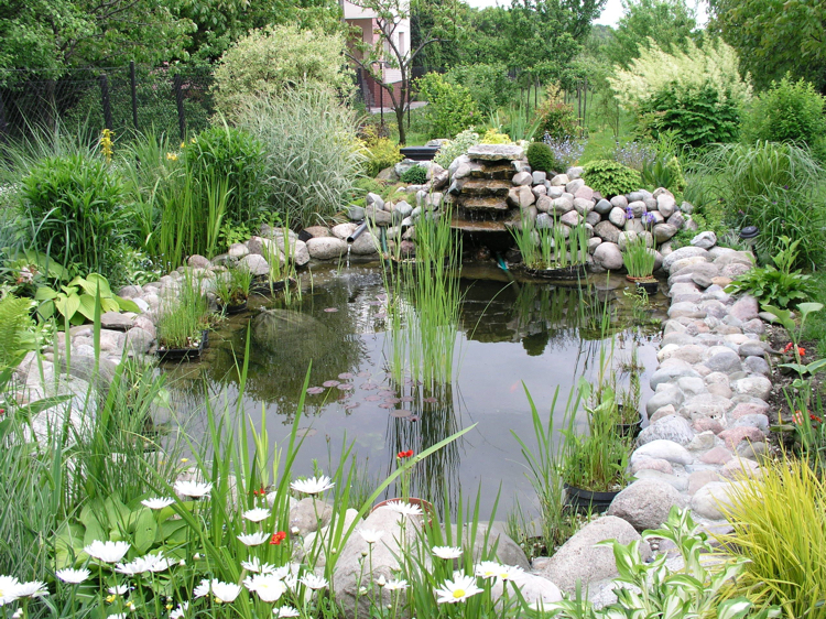 bassin de jardin -plantes-aquatiques-marguerites-graminées-ornement-pierres