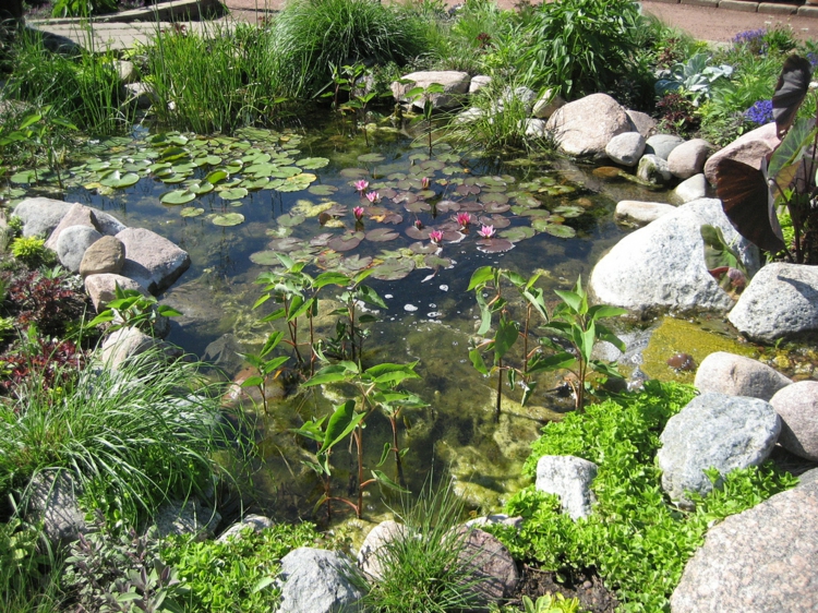 bassin-jardin-plantes-aquatiques-oxygénantes-nénuphars