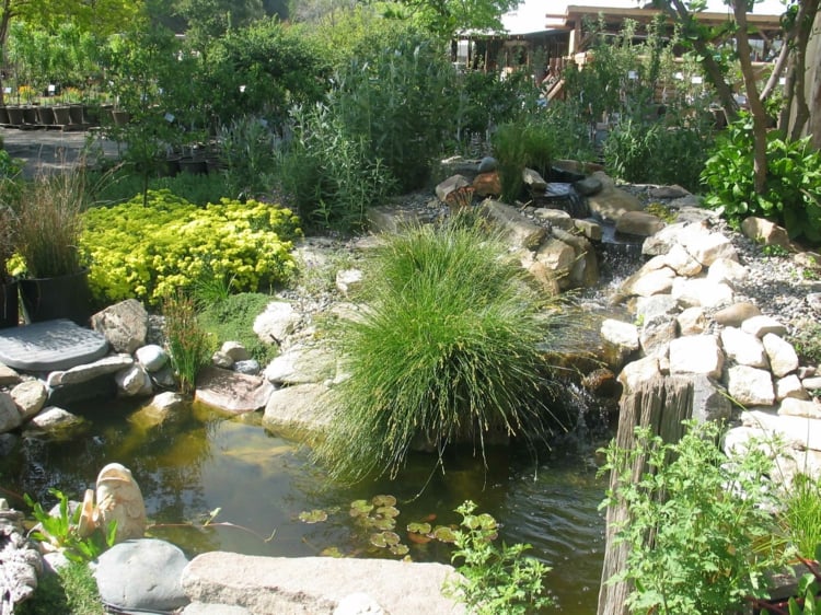 bassin de jardin plantes oxygénantes-graminées-cascade