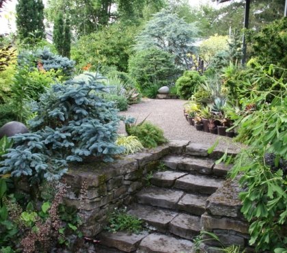 conifères-texture-jardin-sapin-bleu-escaliers-pierre