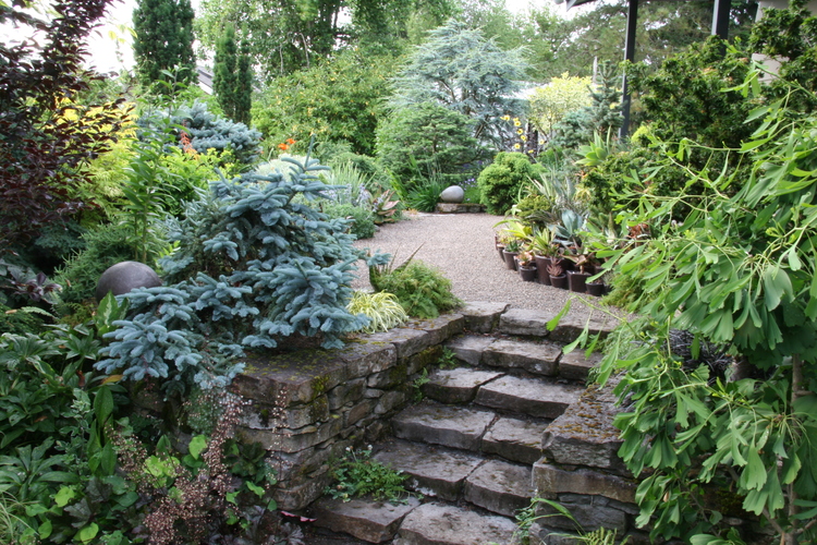 conifères-texture-jardin-sapin-bleu-escaliers-pierre conifères