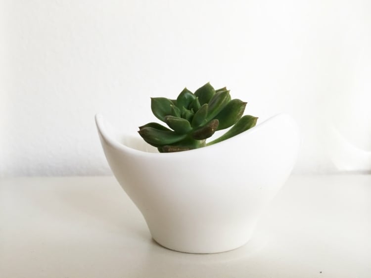 plantes-succulentes-pots-fleurs-blanc-idee