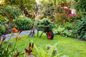 entretien-pelouse-mauvaises-herbes-conseils-astuces