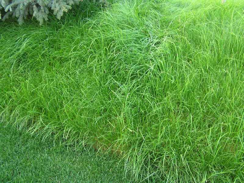 entretien-pelouse-mauvaises-herbes-pâturin-annuel entretien pelouse