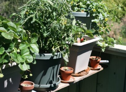 faire-potager-balcon-cultiver-tomates-fraises