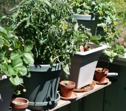 faire-potager-balcon-cultiver-tomates-fraises