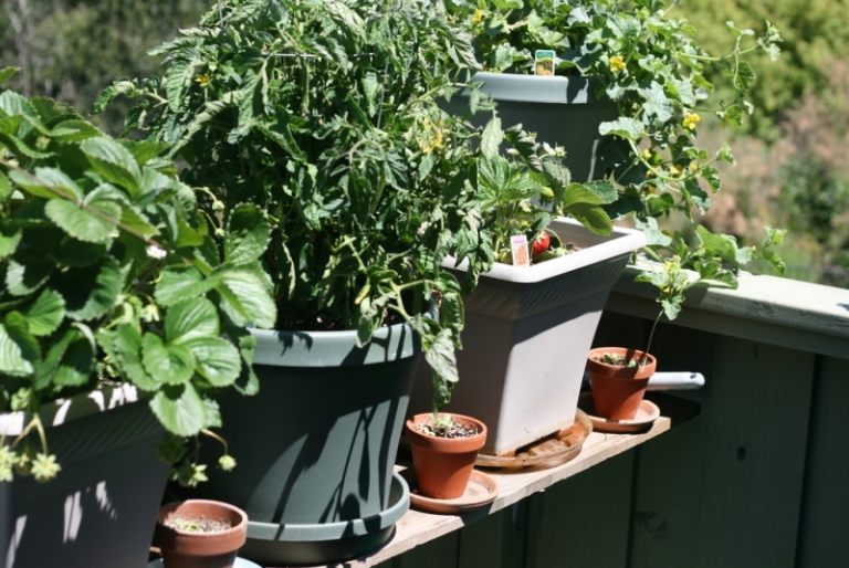 faire-potager-balcon-cultiver-tomates-fraises