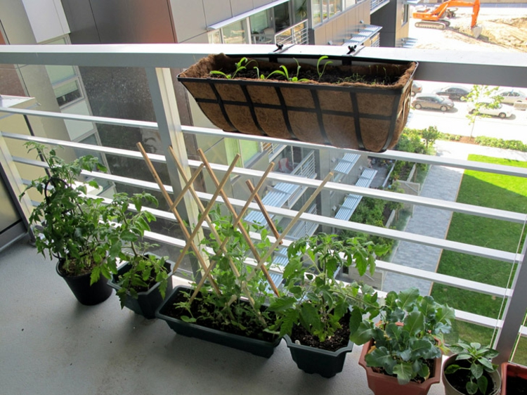faire-potager balcon-tomateс pots jardinières trellis grimpantes