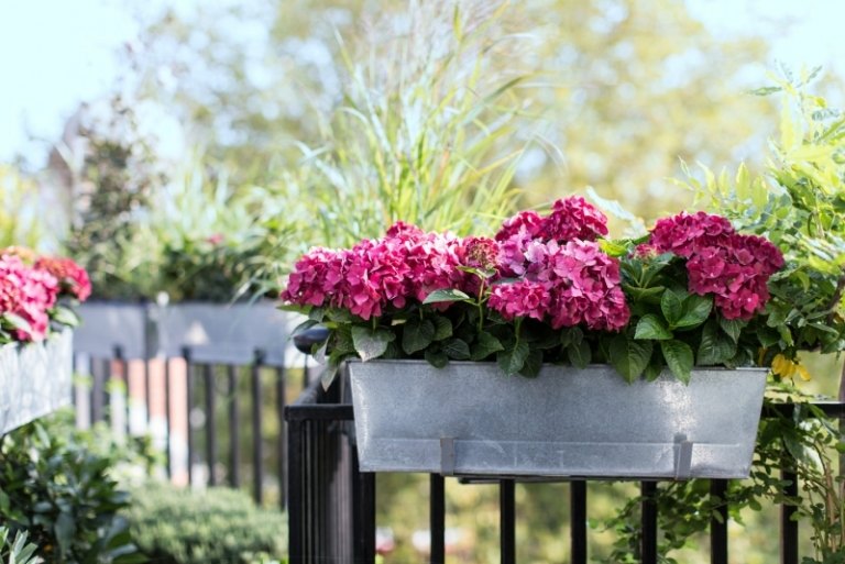 fleurs-balcon-plein-soleil-hortensia-rose fleurs de balcon