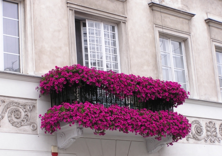 fleurs-balcon-plein-soleil-pétunias-pourpes fleurs de balcon