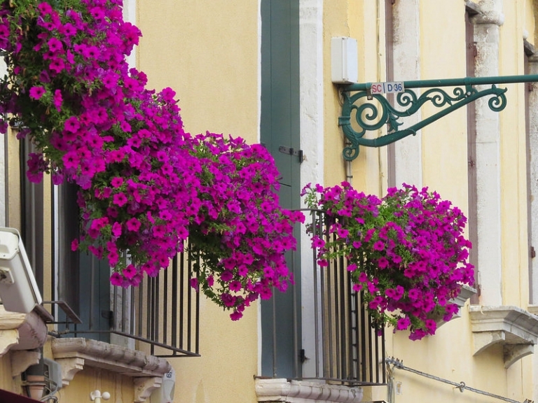 fleurs-balcon-plein-soleil-pétunias-pourpres fleurs de balcon