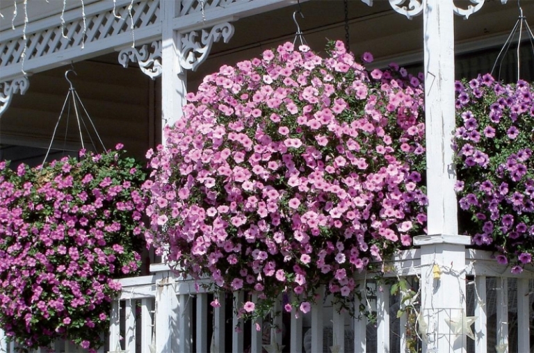 fleurs-balcon-plein-soleil-pétunias-rose fleurs de balcon