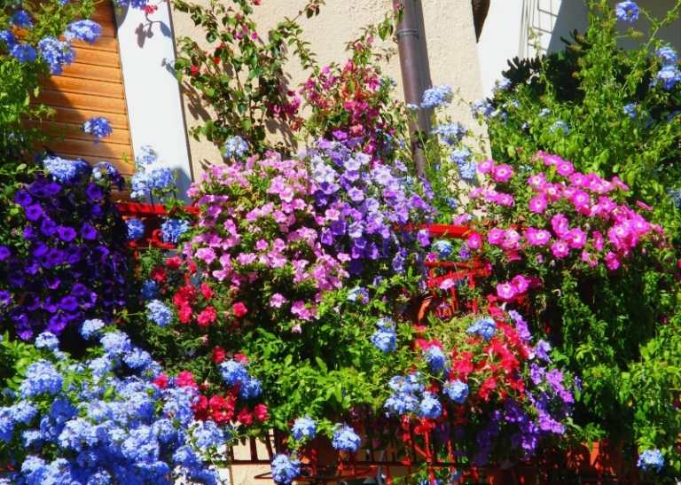 fleurs-balcon-plein-soleil-pétunias-roses-campanula-carpatica fleurs de balcon