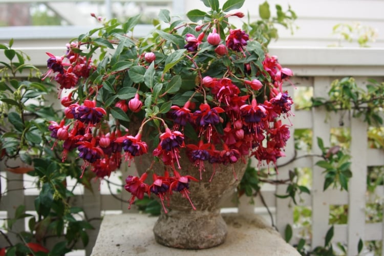 fleurs-jardin-été-Fuchsias-pot-ciment fleurs de jardin