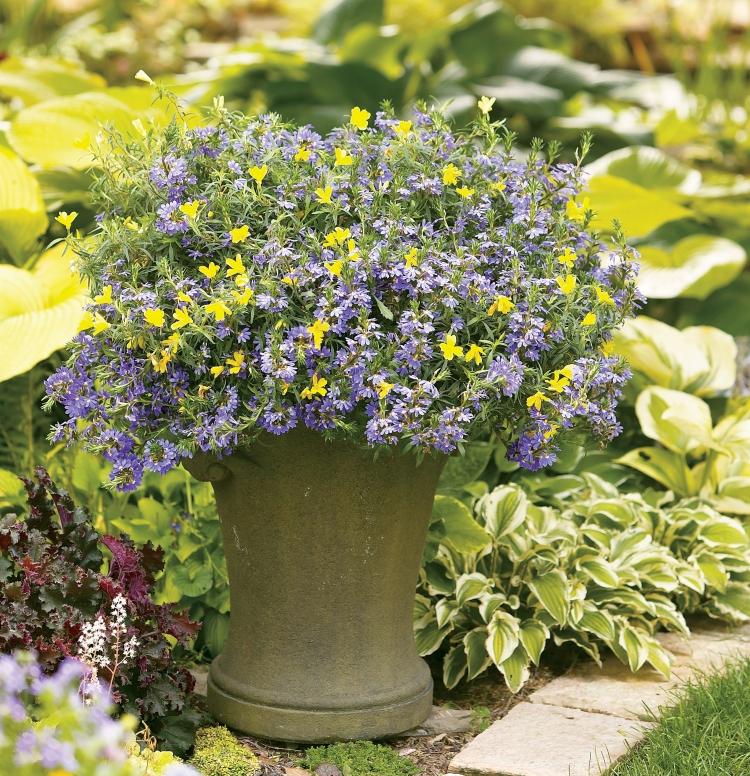 fleurs-jardin-été-Scaevola-aemula-jaune-bleu fleurs de jardin