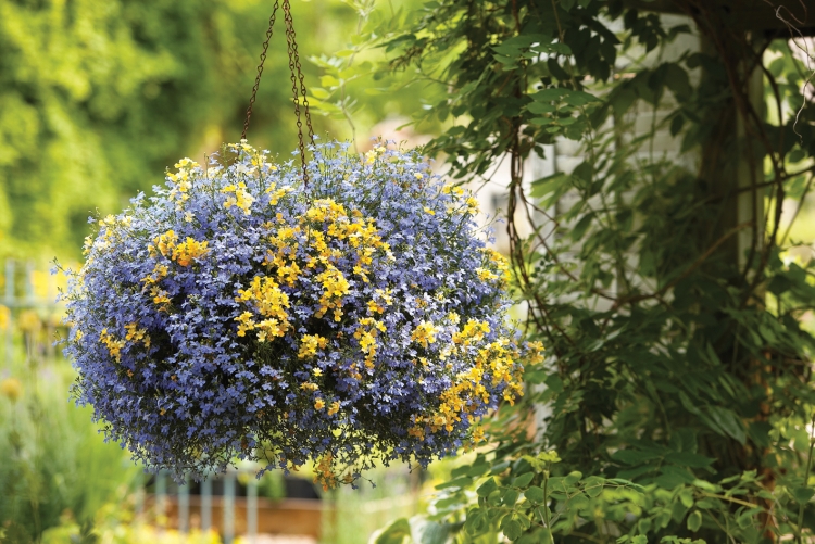 fleurs-jardin-été-lobelia-bleu-jaune-lobelia-laguna