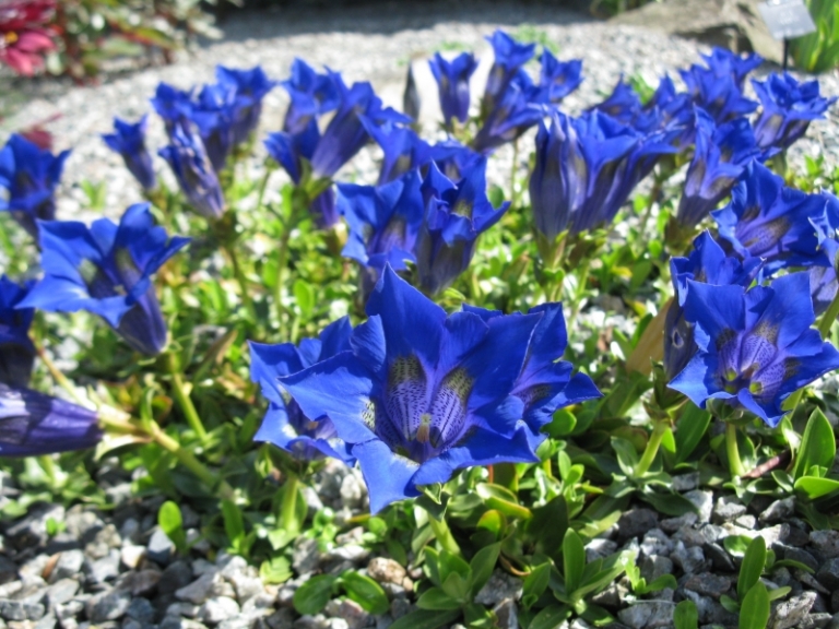 gentiane-acaule-plante-rocaille-fleurs-bleues
