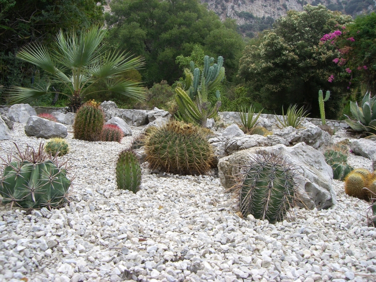 gravier-décoratif-cactus-pierres-vegetation-abondante