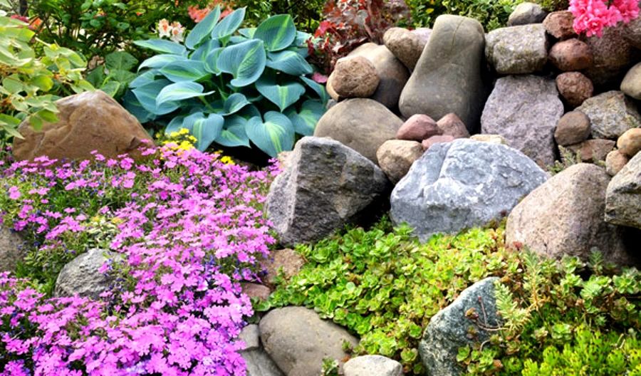 idées de plantes couvre sol pour le jardin