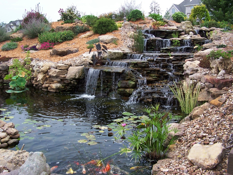 jardin-pente-bassin-aquatique-exotique-cascades