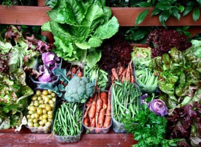 jardin-potager-carotte-lettuce-persil-haricot-vert