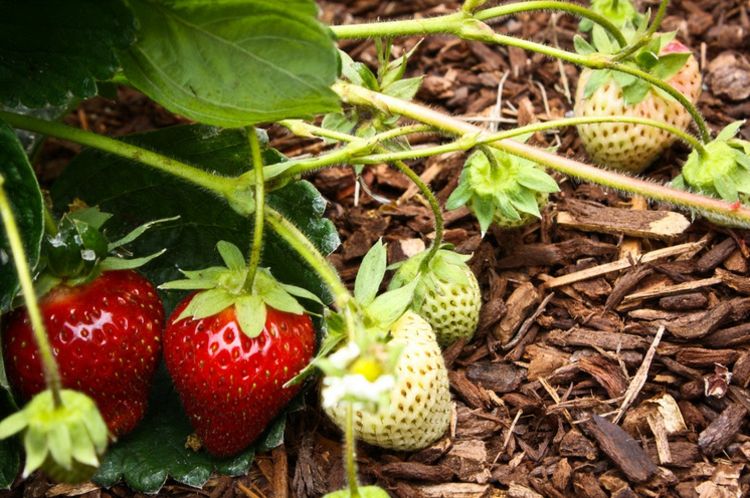 jardin-potager-fruits-de-saison-fraises