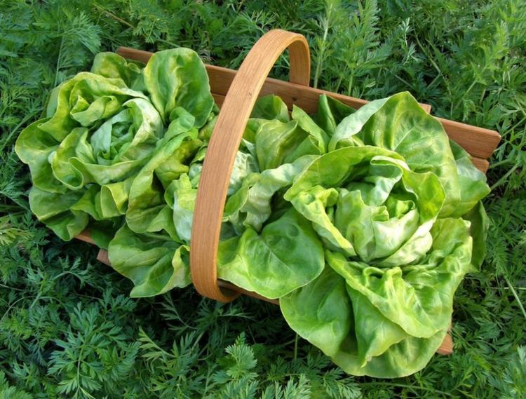 jardin-potager-legume-de-saison-lettuces
