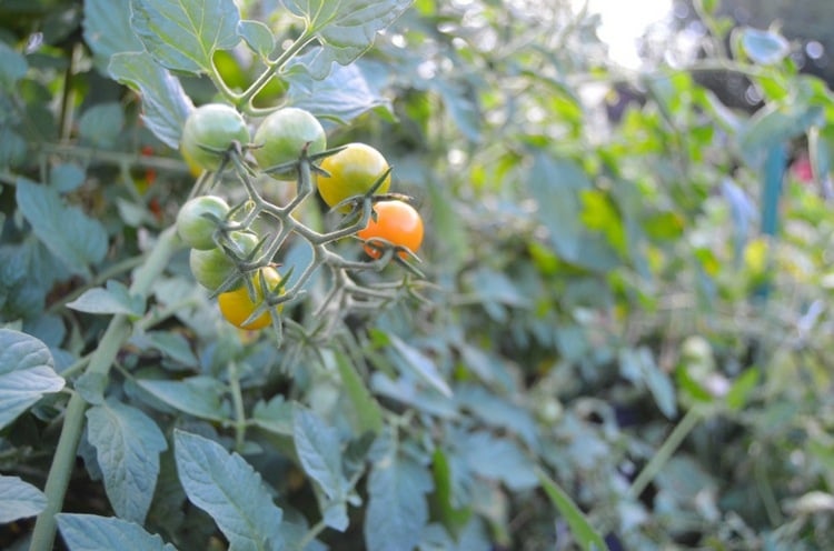jardin-potager-legumes-de-saison-tomate-cerise