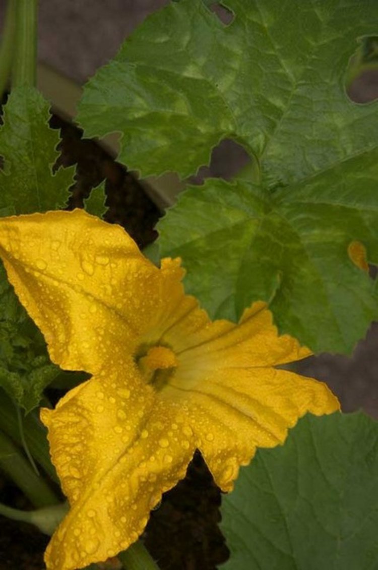 jardin-potager-planter-legumes-courgette-fleur
