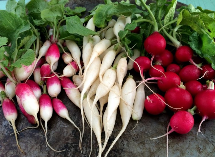 jardin-potager-radis-legumes-de-saison