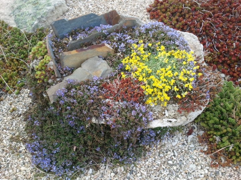 jardin-rocaille-miniature-plantes-alpines-tapissantes