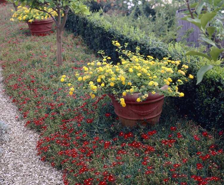 jardin-sec-plantes-Delosperma-Red-Mountain