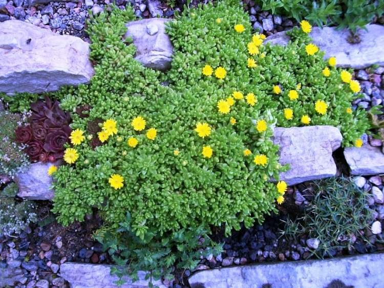 jardin-sec-plantes-Delosperma-nubigena-jaune