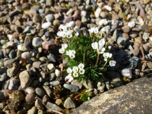 jardin-sec-plantes-Saxifraga-fleurs-blanches
