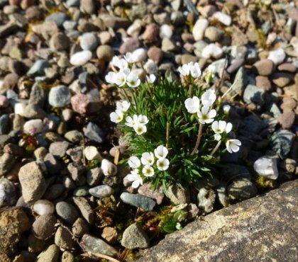 jardin-sec-plantes-Saxifraga-fleurs-blanches