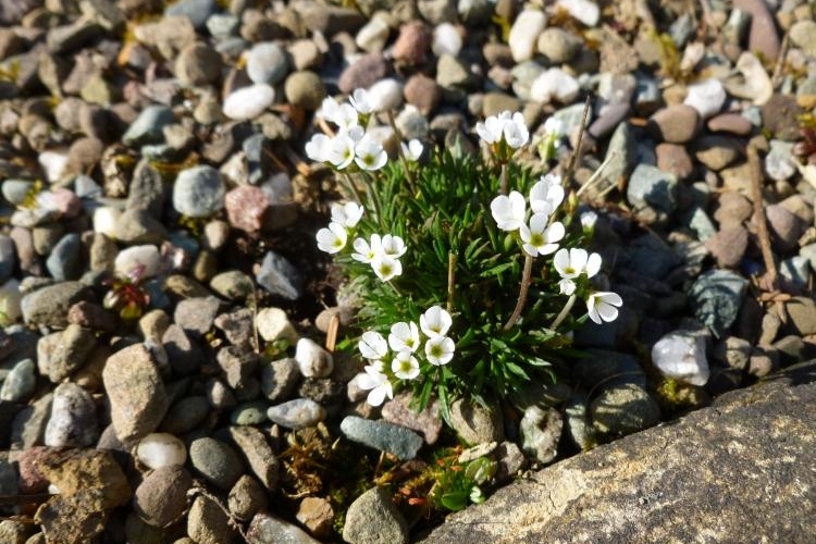 jardin-sec-plantes-Saxifraga-fleurs-blanches