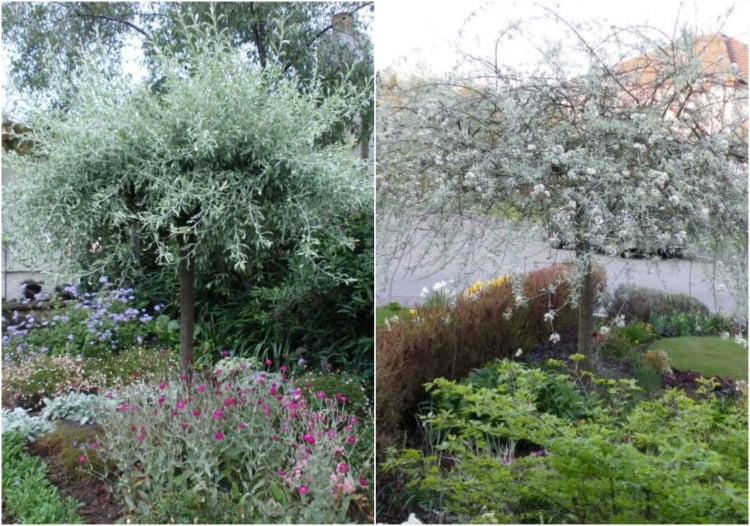 jardinet-Poirier-pleureur-feuilles-saule-Pyrus-salicifolia-Pendula