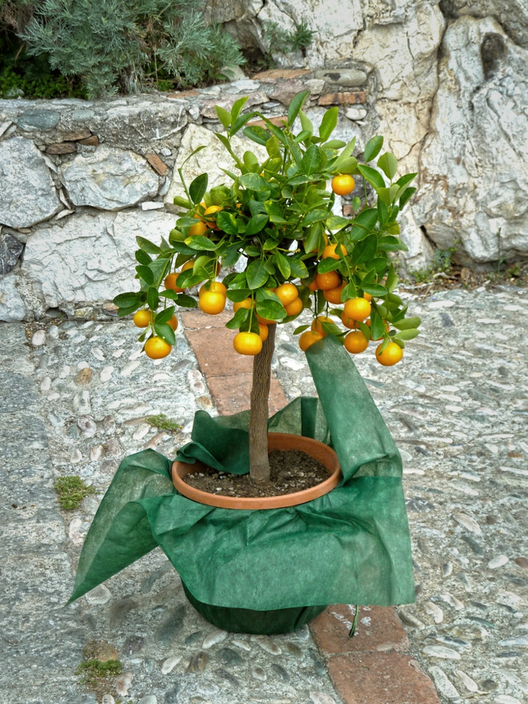 mandarinier-nain-pot-cultiver-balcon-terrasse-jardin