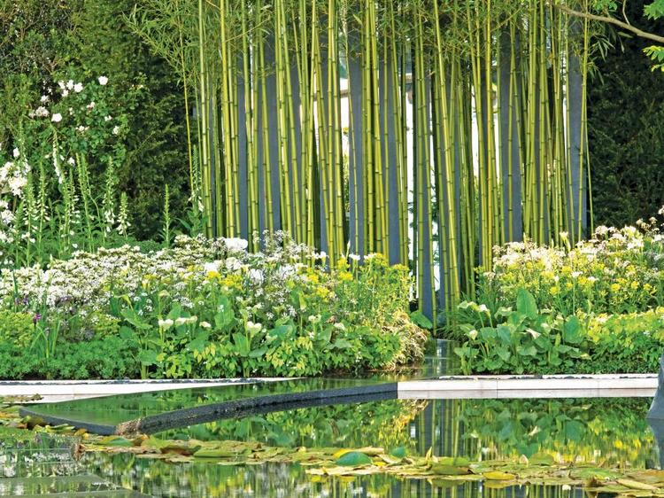 plante-de-bassin-bambou-idee-deco