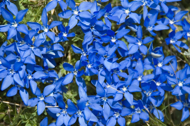 plante-rocaille-fleurs-belues-gentiane-bleue