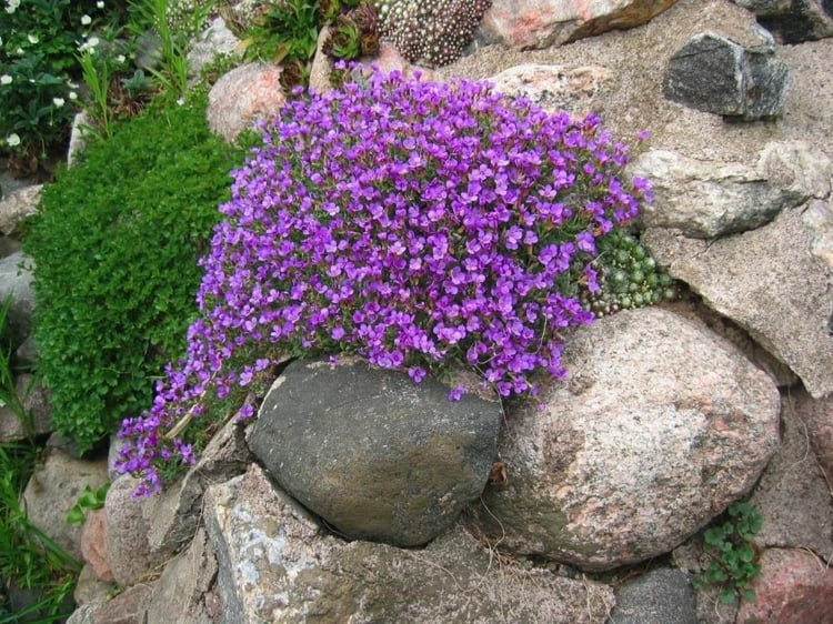 plante de rocaille fleurs-pousse-rochers-montagnes
