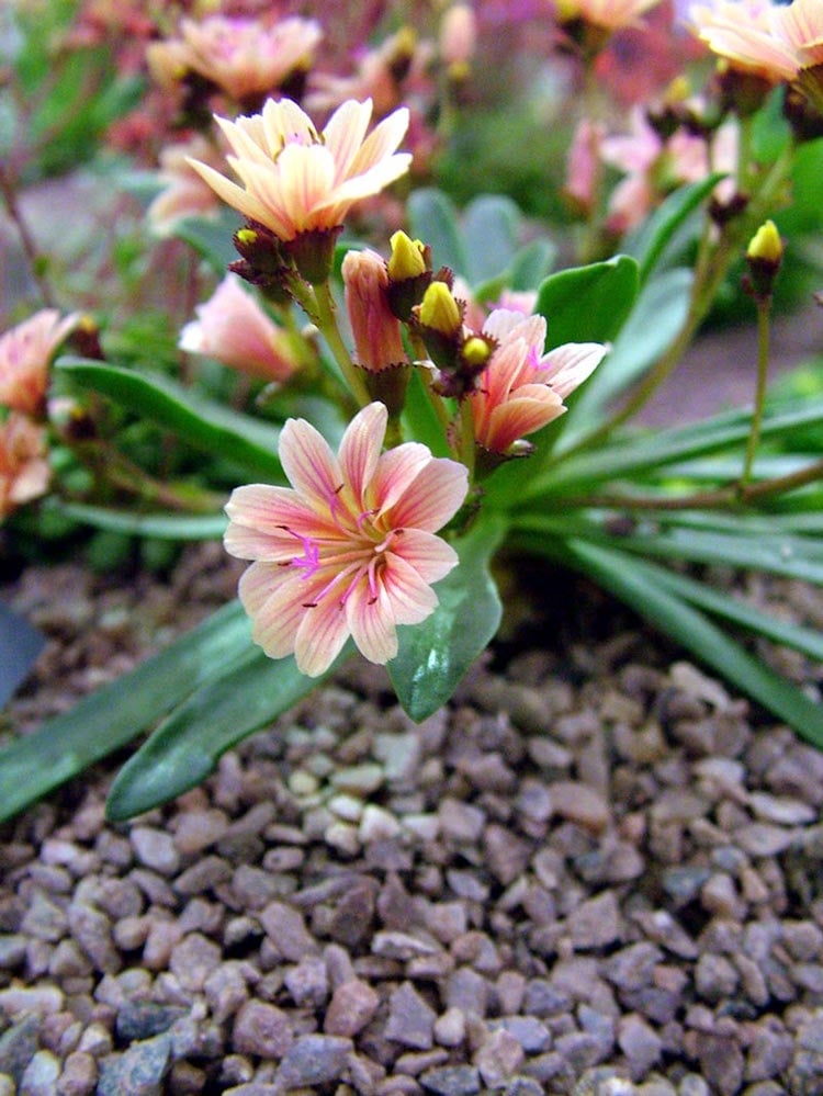 plante-rocaille-fleurs-rose-pastel-amenagement-jardin